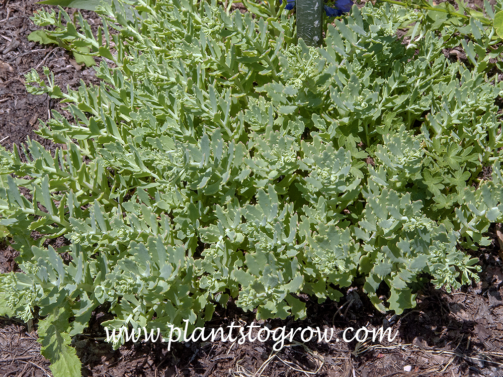 Sedum Thundercloud (Hylotelephium)